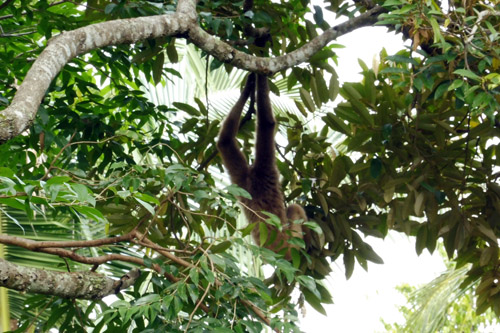 Lembah Hijau - A Quite Natural Wildlife Park in Sumatra (October 31, 2016)